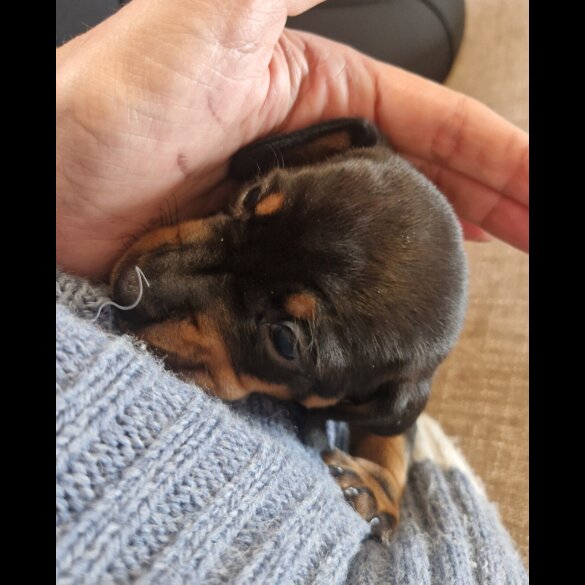 Dachshund (Smooth Haired)