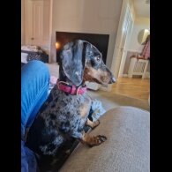 Dachshund (Smooth Haired)
