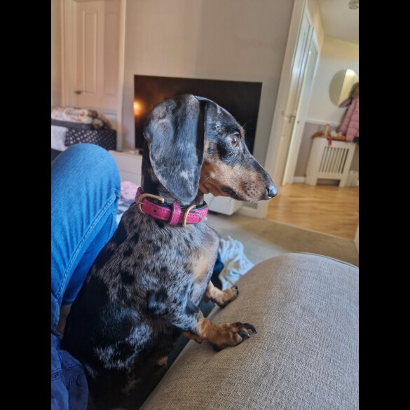 Dachshund (Smooth Haired)