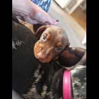 Dachshund (Smooth Haired)