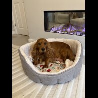 Cocker Spaniel (Show)