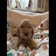 Cocker Spaniel (Show)