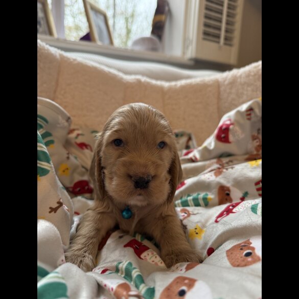 Cocker Spaniel (Show)