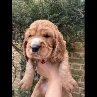 Cocker Spaniel (Show)