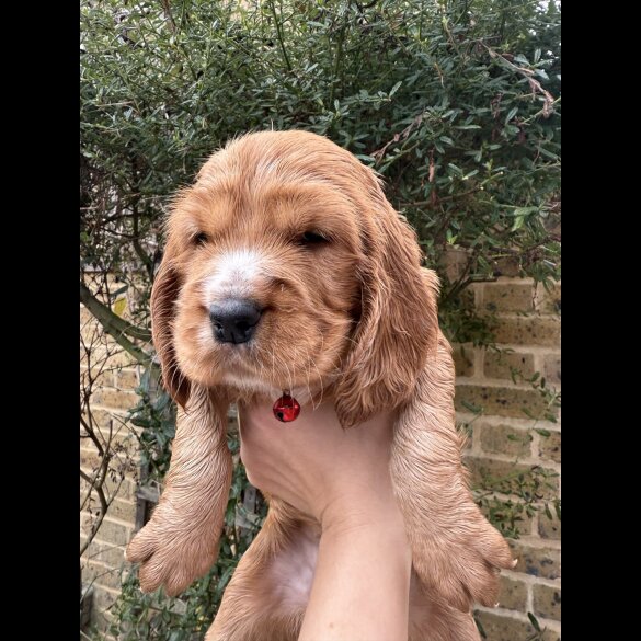Cocker Spaniel (Show)