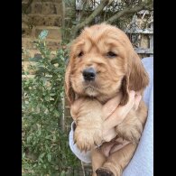 Cocker Spaniel (Show)