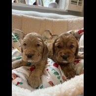 Cocker Spaniel (Show)