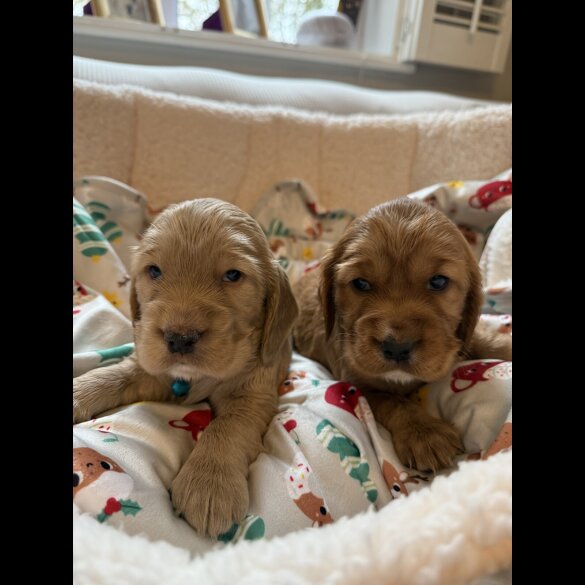 Cocker Spaniel (Show)