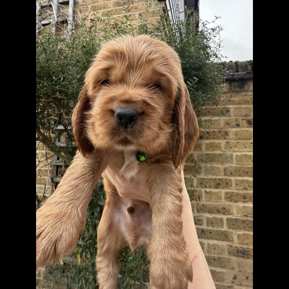 Cocker Spaniel (Show)