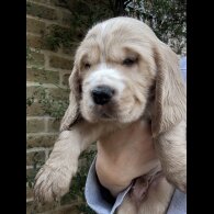 Cocker Spaniel (Show)