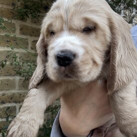 Cocker Spaniel (Show)