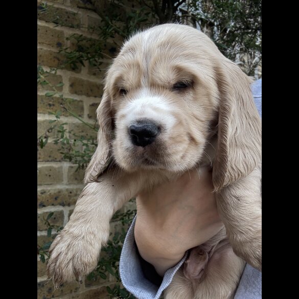 Cocker Spaniel (Show)