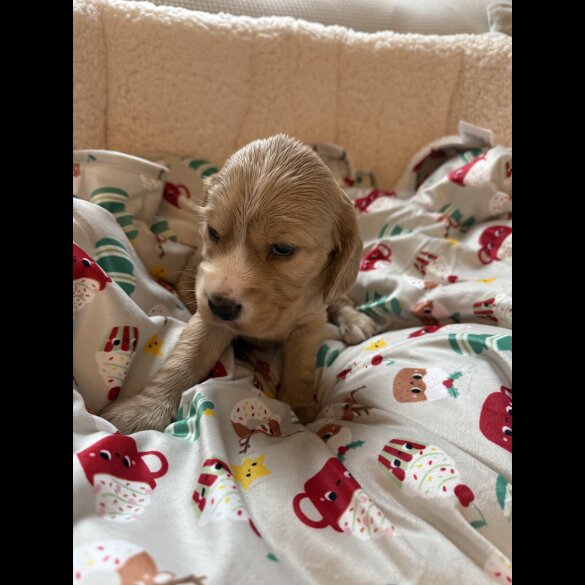 Cocker Spaniel (Show)