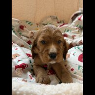 Cocker Spaniel (Show)