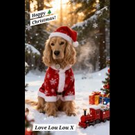 Cocker Spaniel (Show)