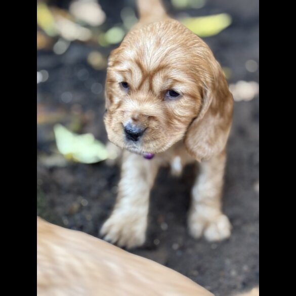 Cocker Spaniel (Show)
