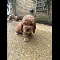 Cocker Spaniel (Show)