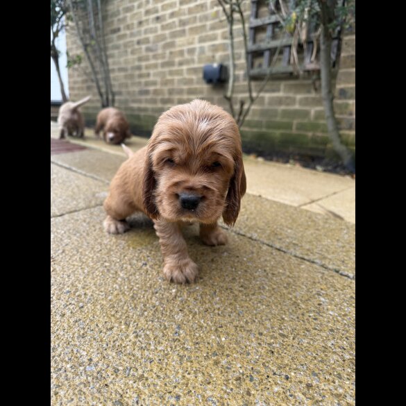 Cocker Spaniel (Show)
