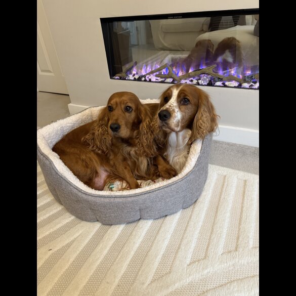 Cocker Spaniel (Show)