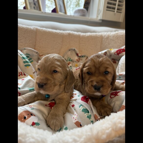 Cocker Spaniel (Show)