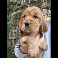 Cocker Spaniel (Show)