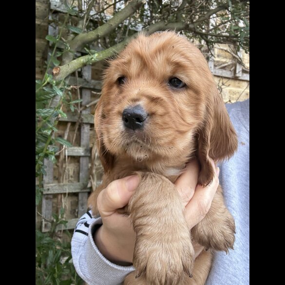 Cocker Spaniel (Show)