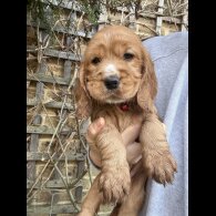 Cocker Spaniel (Show)