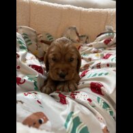 Cocker Spaniel (Show)