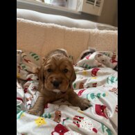 Cocker Spaniel (Show)