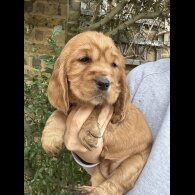 Cocker Spaniel (Show)