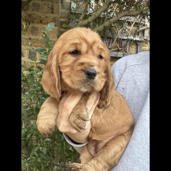 Cocker Spaniel (Show)