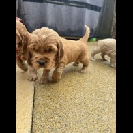 Cocker Spaniel (Show)