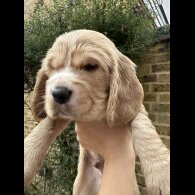 Cocker Spaniel (Show)