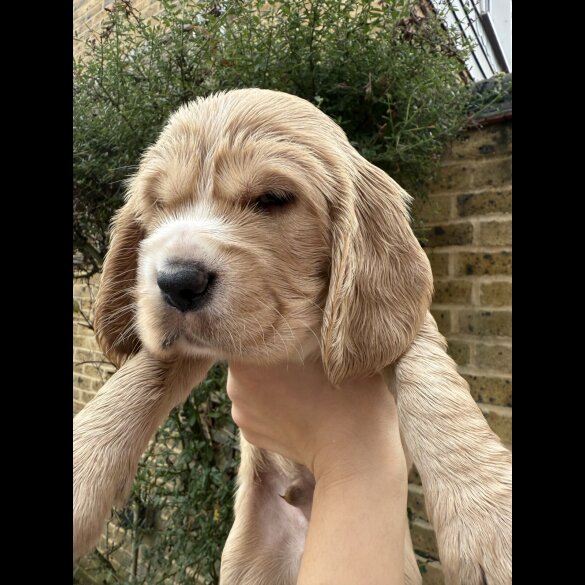 Cocker Spaniel (Show)