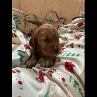 Cocker Spaniel (Show)