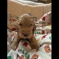 Cocker Spaniel (Show)