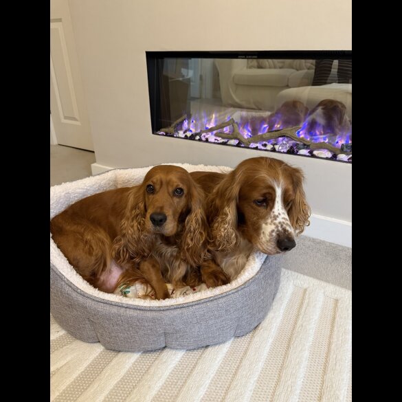 Cocker Spaniel (Show)