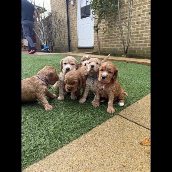 Cocker Spaniel (Show)