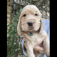Cocker Spaniel (Show)