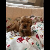 Cocker Spaniel (Show)