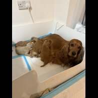 Cocker Spaniel (Show)