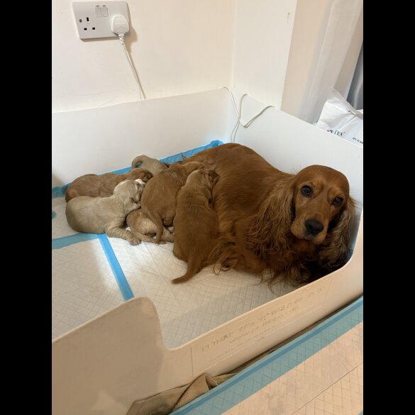 Cocker Spaniel (Show)