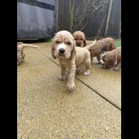 Cocker Spaniel (Show)