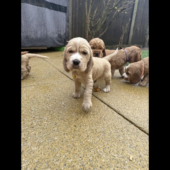 Cocker Spaniel (Show)