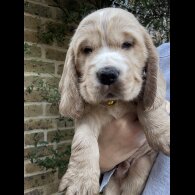 Cocker Spaniel (Show)