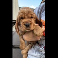 Cocker Spaniel (Show)