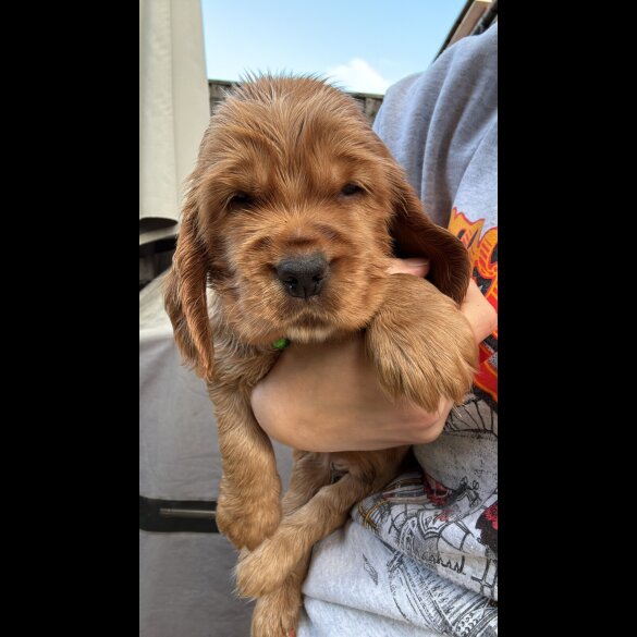 Cocker Spaniel (Show)