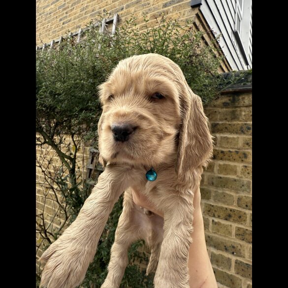 Cocker Spaniel (Show)