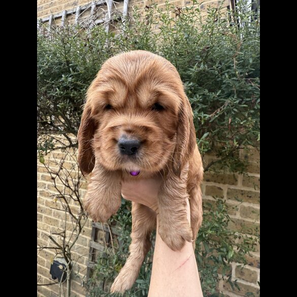 Cocker Spaniel (Show)