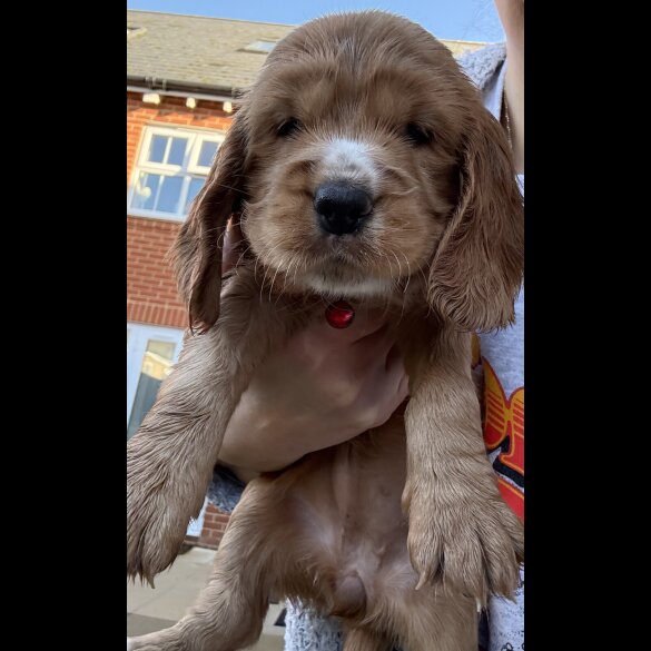 Cocker Spaniel (Show)